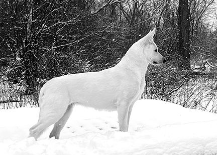 Difference between White Swiss Shepherd and German Shepherd.