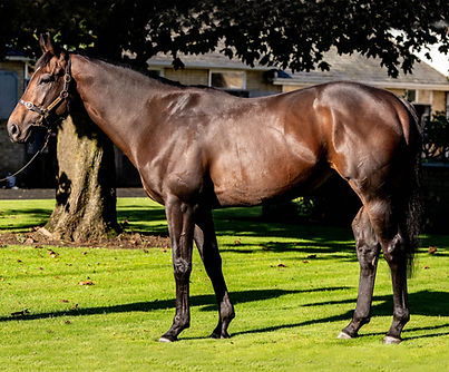 Sakheer Conformation Photo - Weatherbys Book 2026.jpg