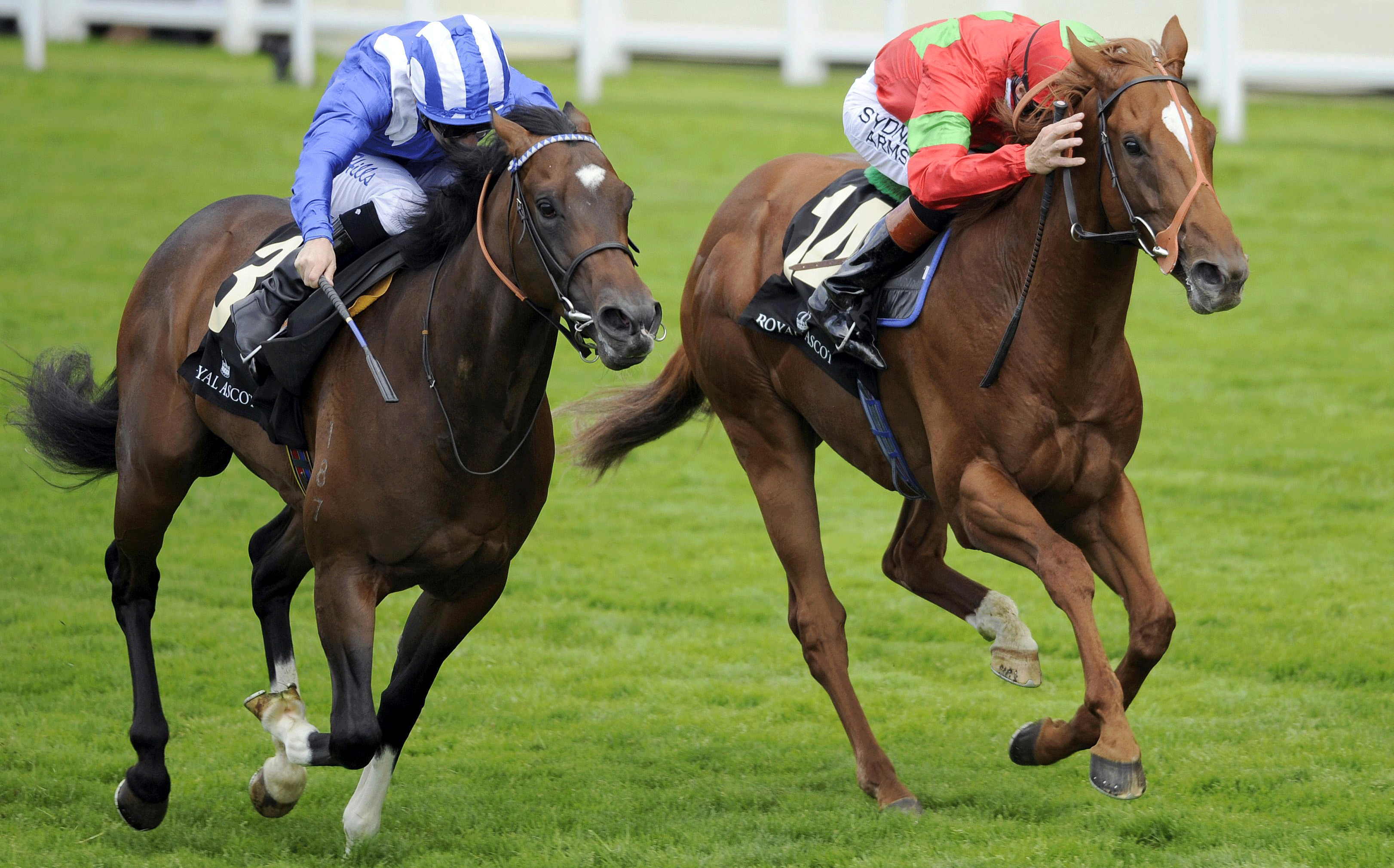 Ballyhane Stud