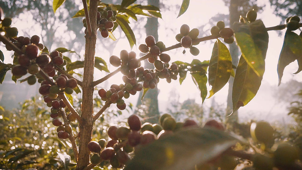 Alliant Coffee Office Coffee Solutions United States