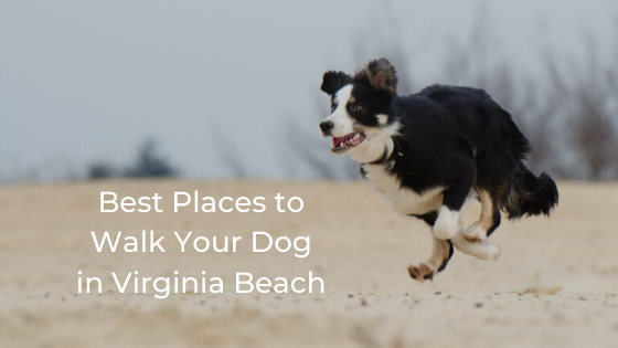 best places to walk your dog near me