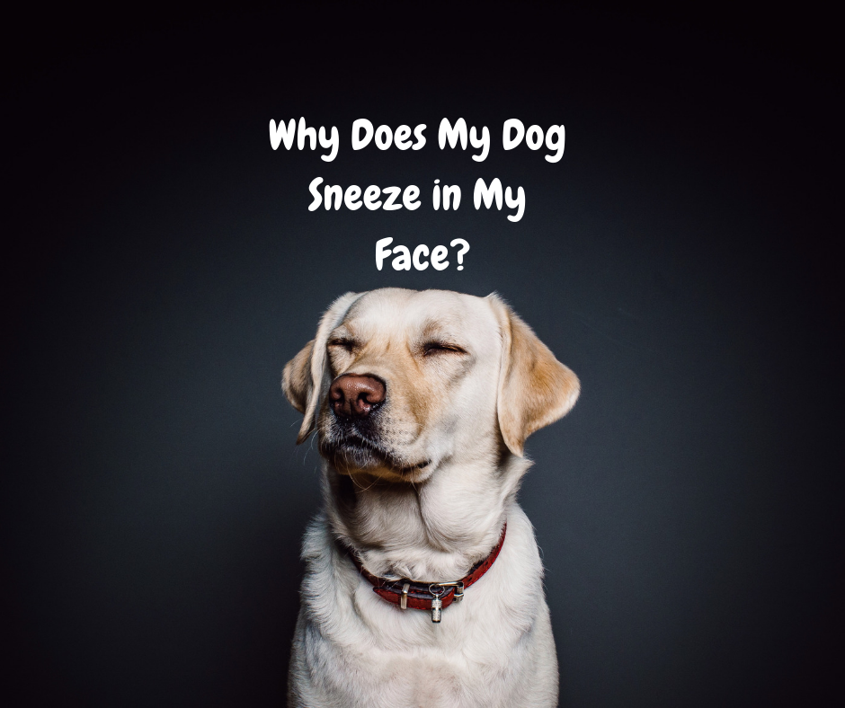 what does it mean when a dog sneezes