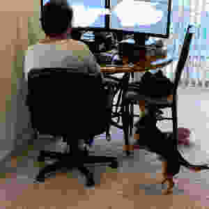 Man working from home with his dog trying to play