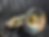 Thumbnail: Holton H179 with Cantesanu Leadpipe