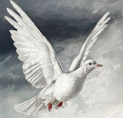 The Gift of the Holy Spirit: Our Comforter, Guide, and Hope