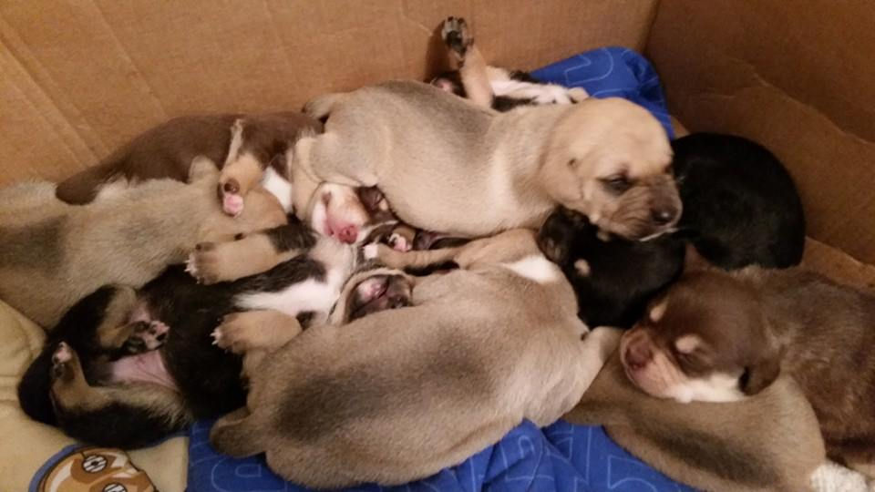 Fostered