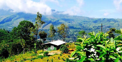 Singha Sanasa - Sri Lankan Dream Home - The Cottage