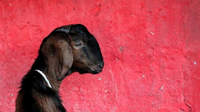 Pregnant goat dies after 8 men gang rape it