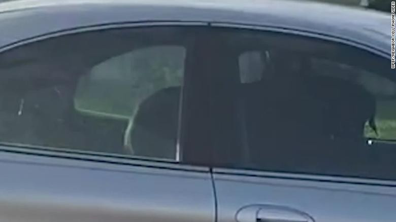 Florida Dog Puts Car Into Reverse and Drives in Circles for Nearly an Hour