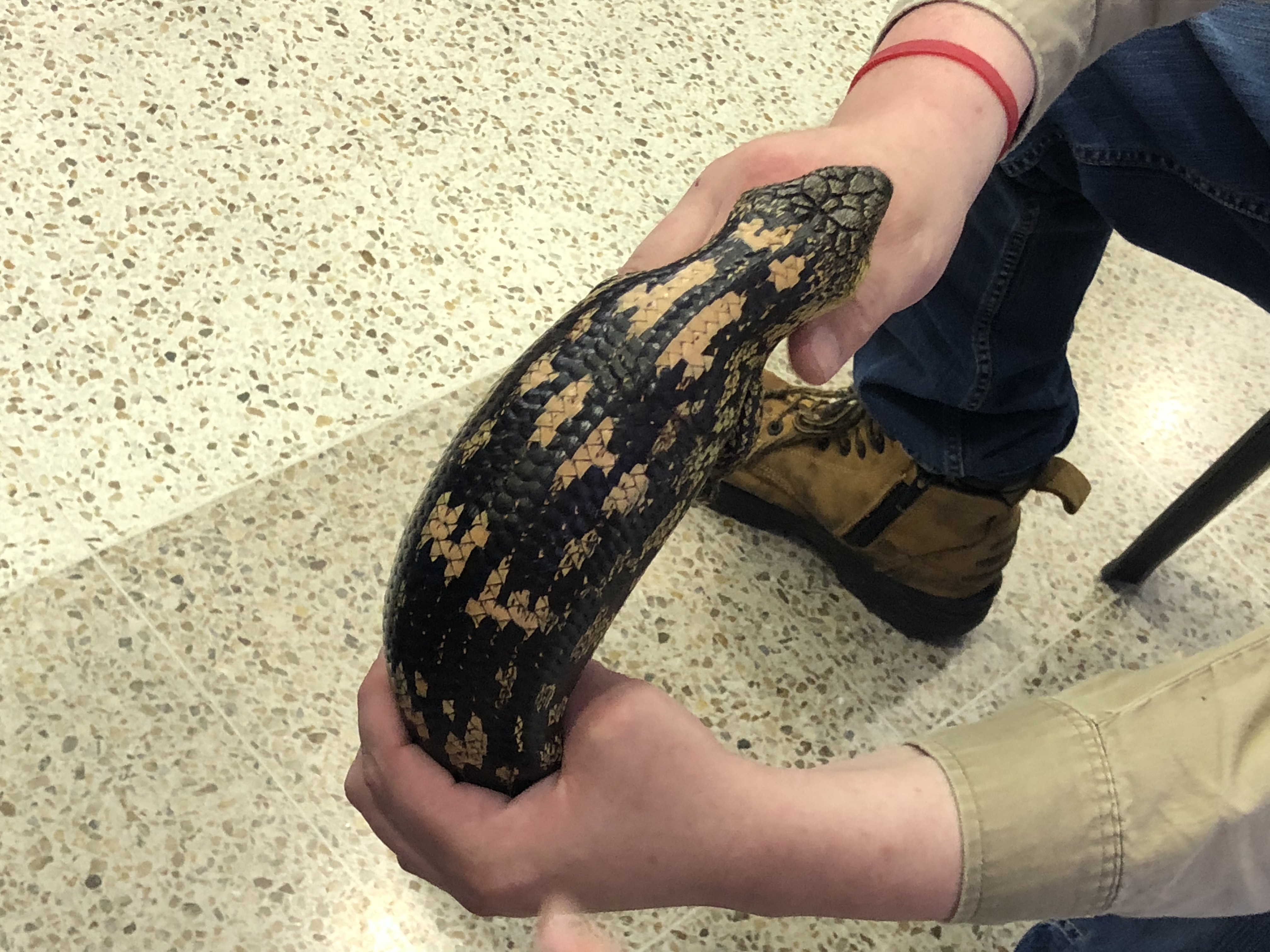 Reptile Experience