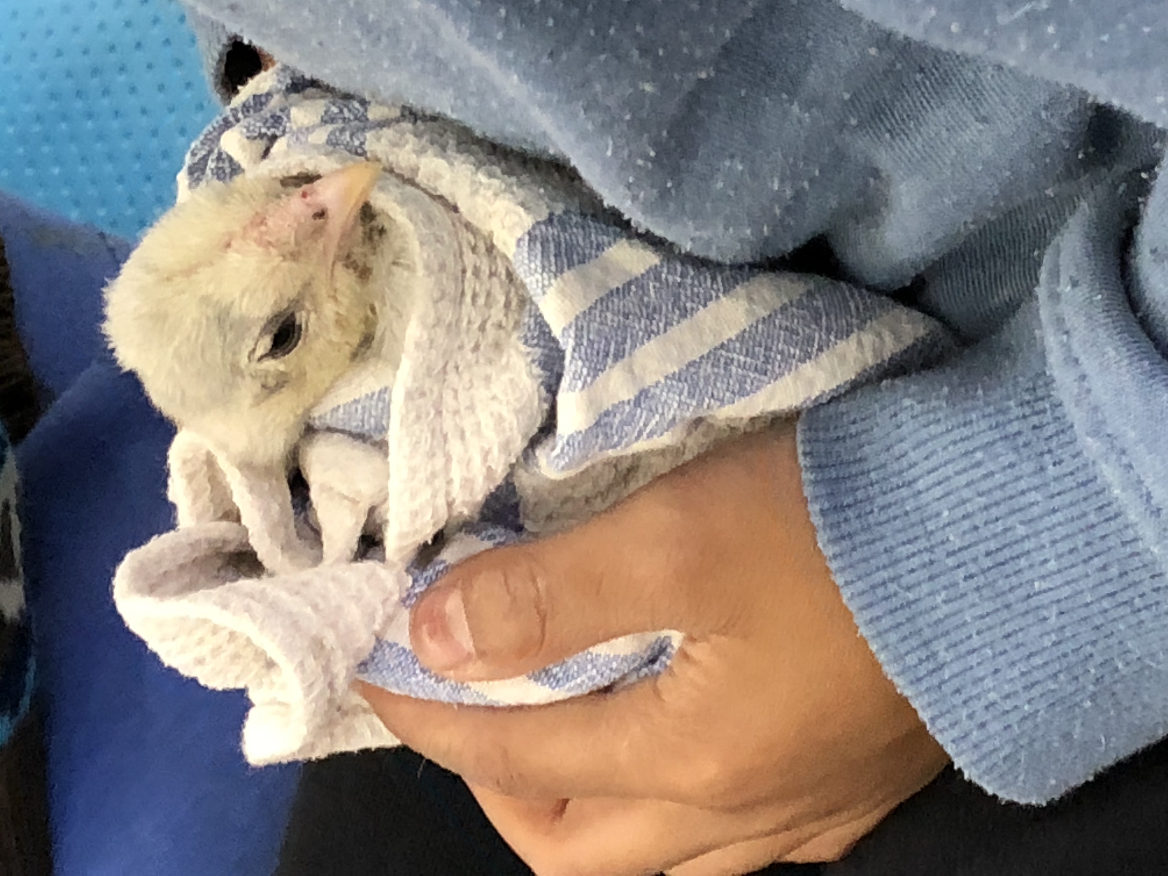 Patting zoo & baby animals