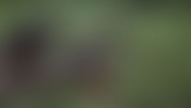 Tirs meurtriers contre l’armée sénégalaise en Casamance : deux militaires tués