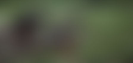 Tirs meurtriers contre l’armée sénégalaise en Casamance : deux militaires tués