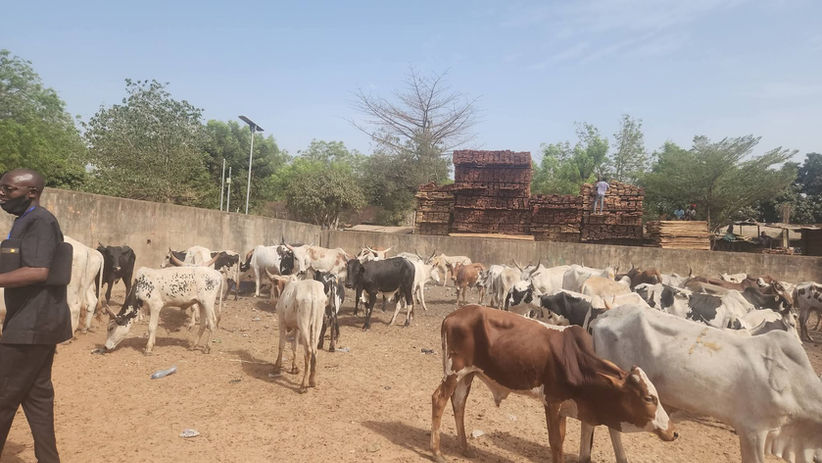 Vente promotionnelle de bœufs pour le Ramadan : le ministre Youba Ba lance la 18ᵉ édition