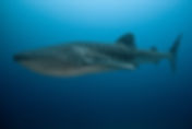 AdobeStock_73554230-min.jpeg