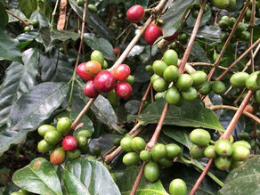 Coffee and Climate Adaptation