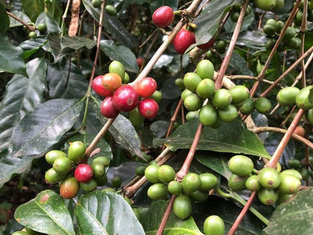 Coffee and Climate Adaptation