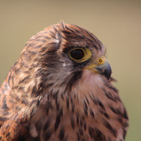🦉 Top 3 Birding Tips 🦆 by Vinnie, 14