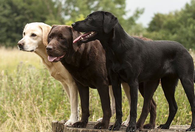 Field labrador puppies for sale online