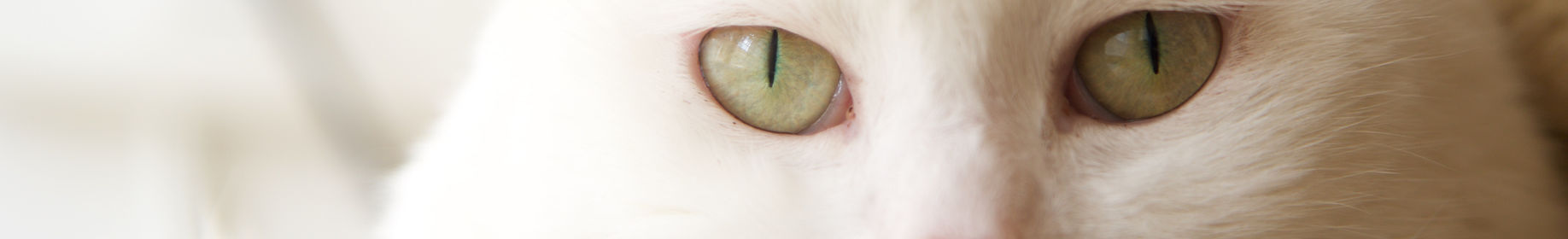 White Cat_edited.jpg