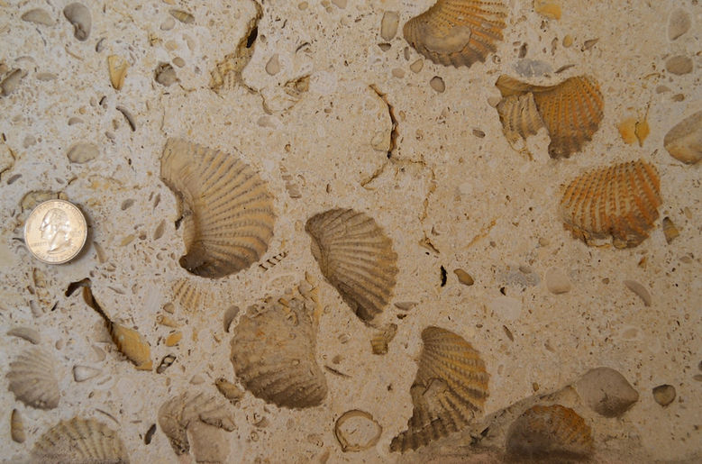 DSC_0029 (Large).JPG