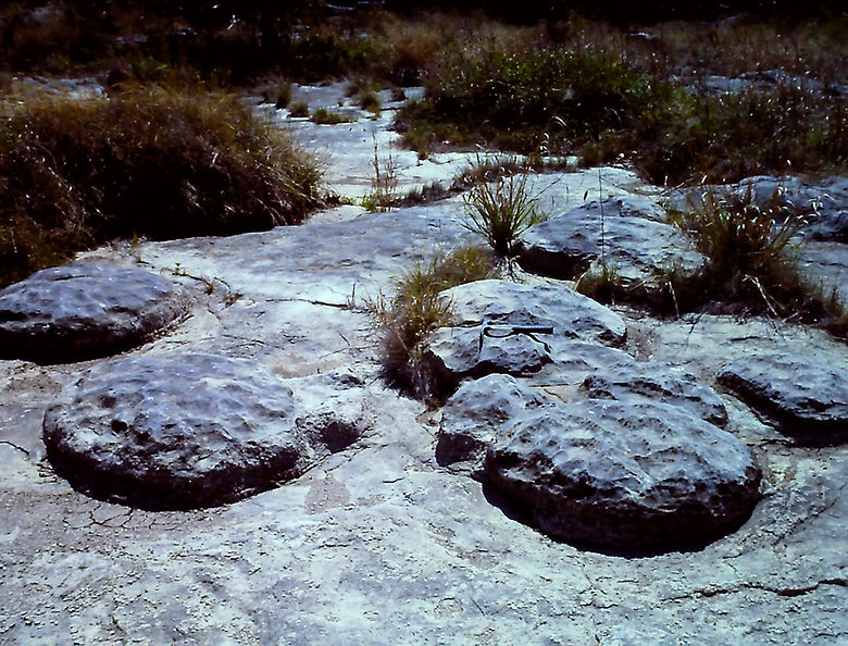 Honeycut Bend Algae 1 (Large).JPG