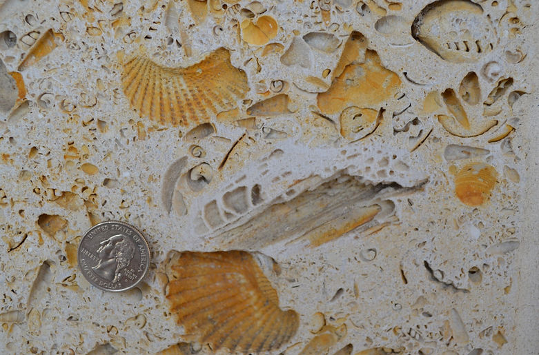 DSC_0034 (Large).JPG