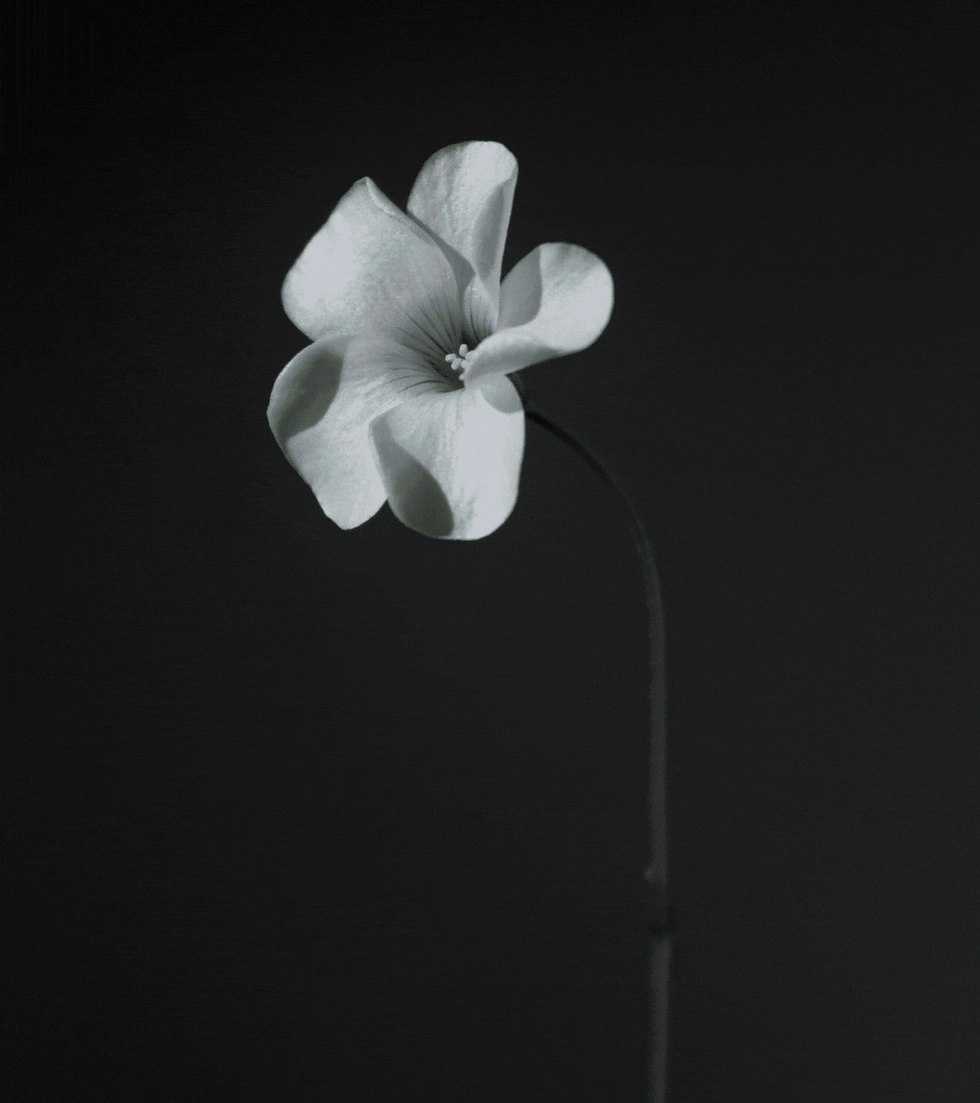 Alfe Edit Intro (1).gif