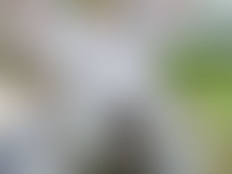 專業獸醫解構致命的「兔鼻炎」