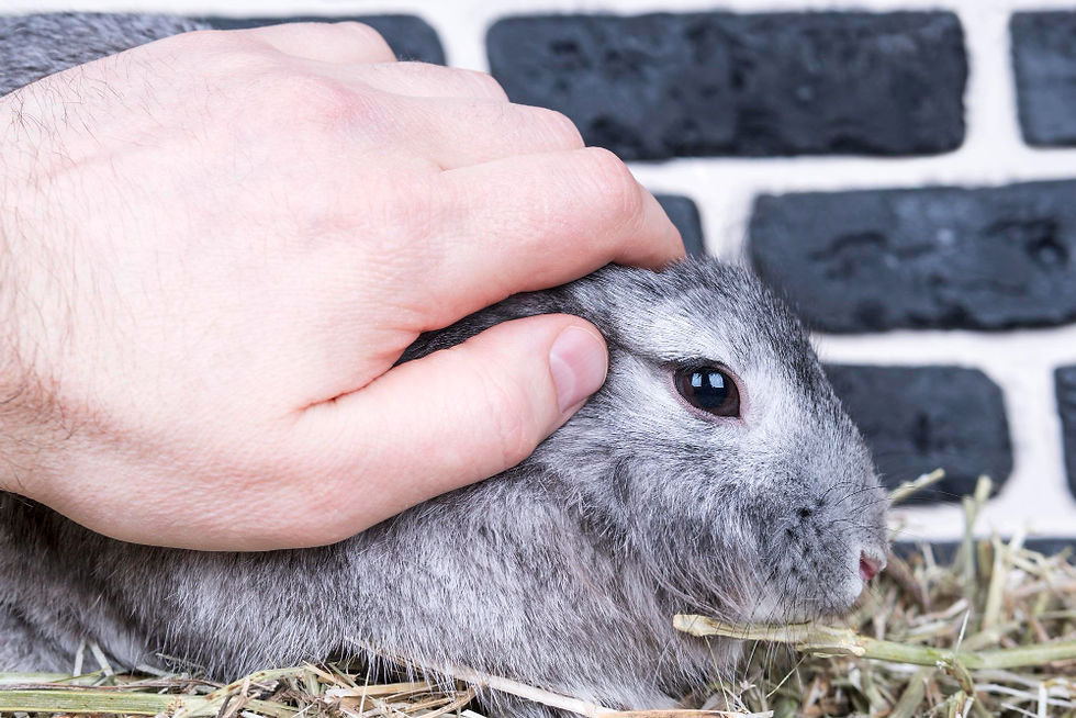 鼠兔科寵物換毛須知