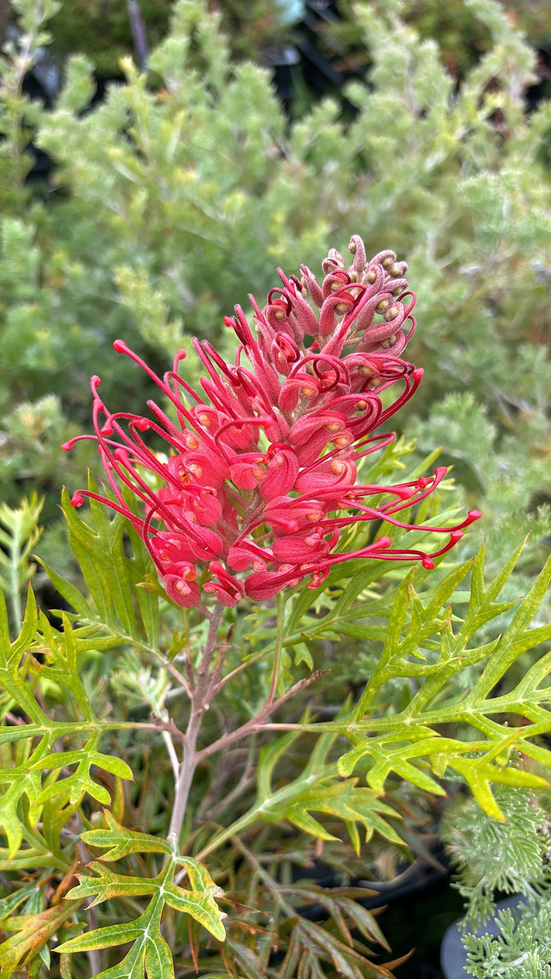 Grevillea Robyn Gordon