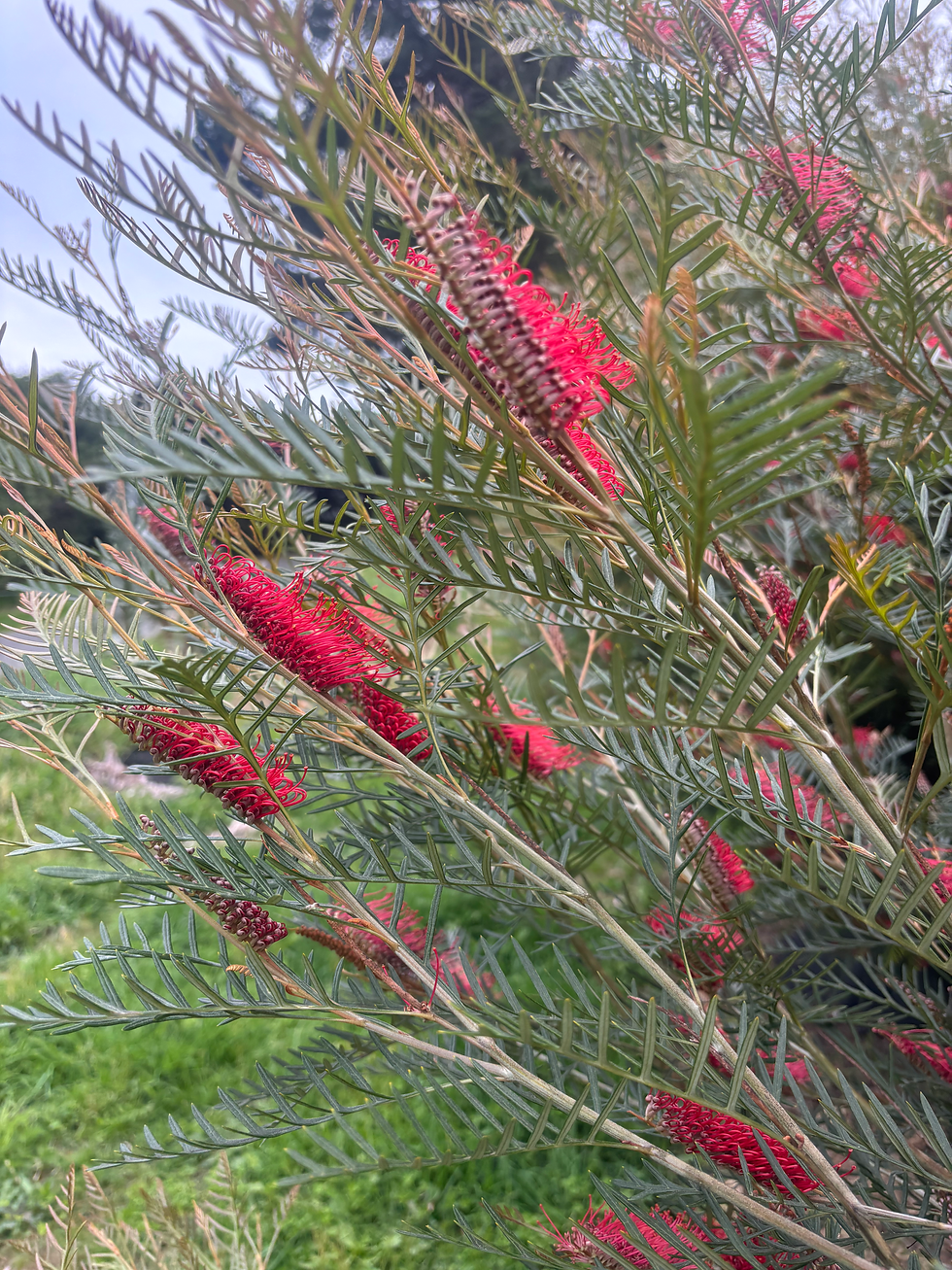 Thumbnail: Grevillea Robin Hood