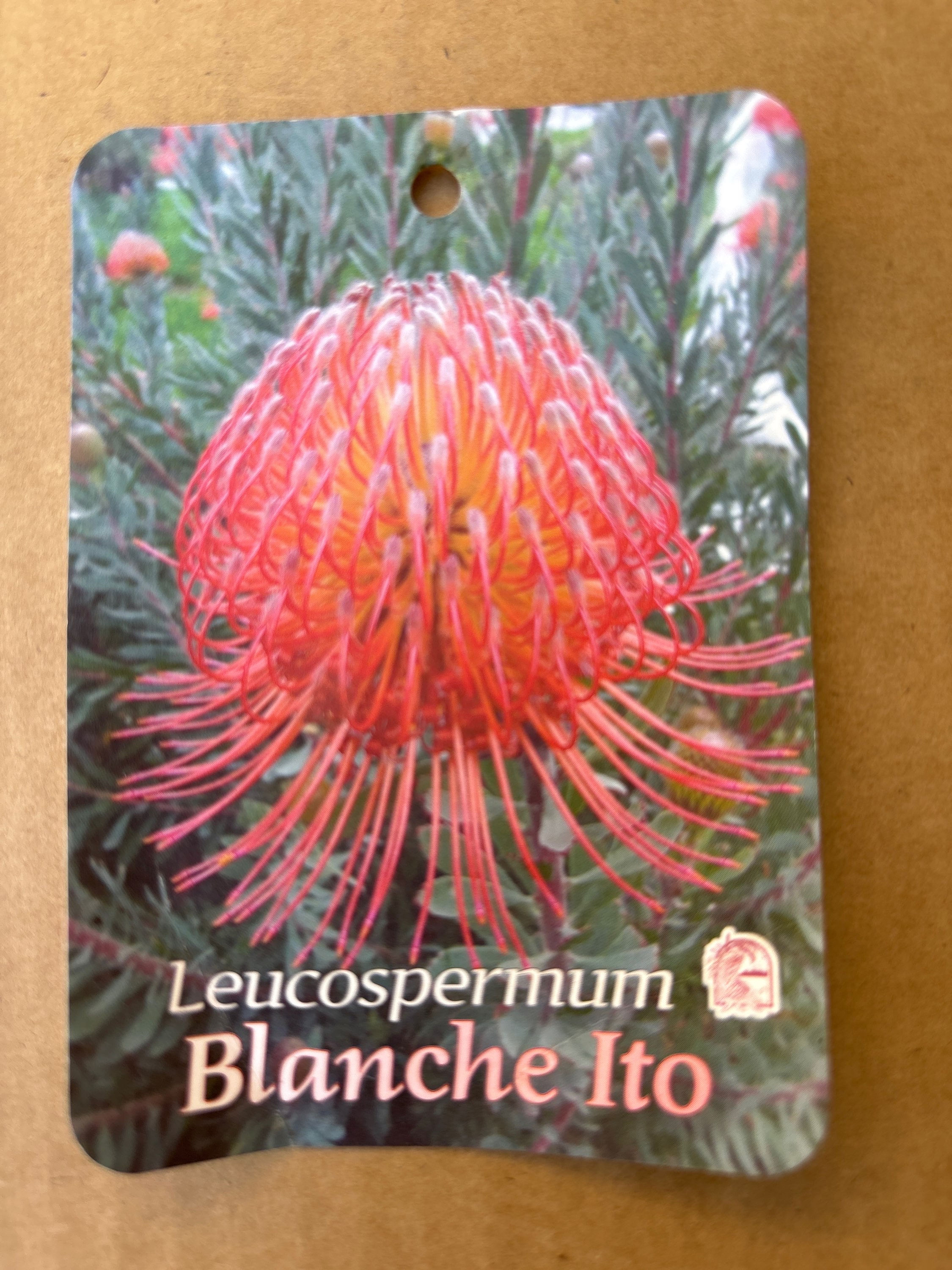 Leucospermum Blanche Ito