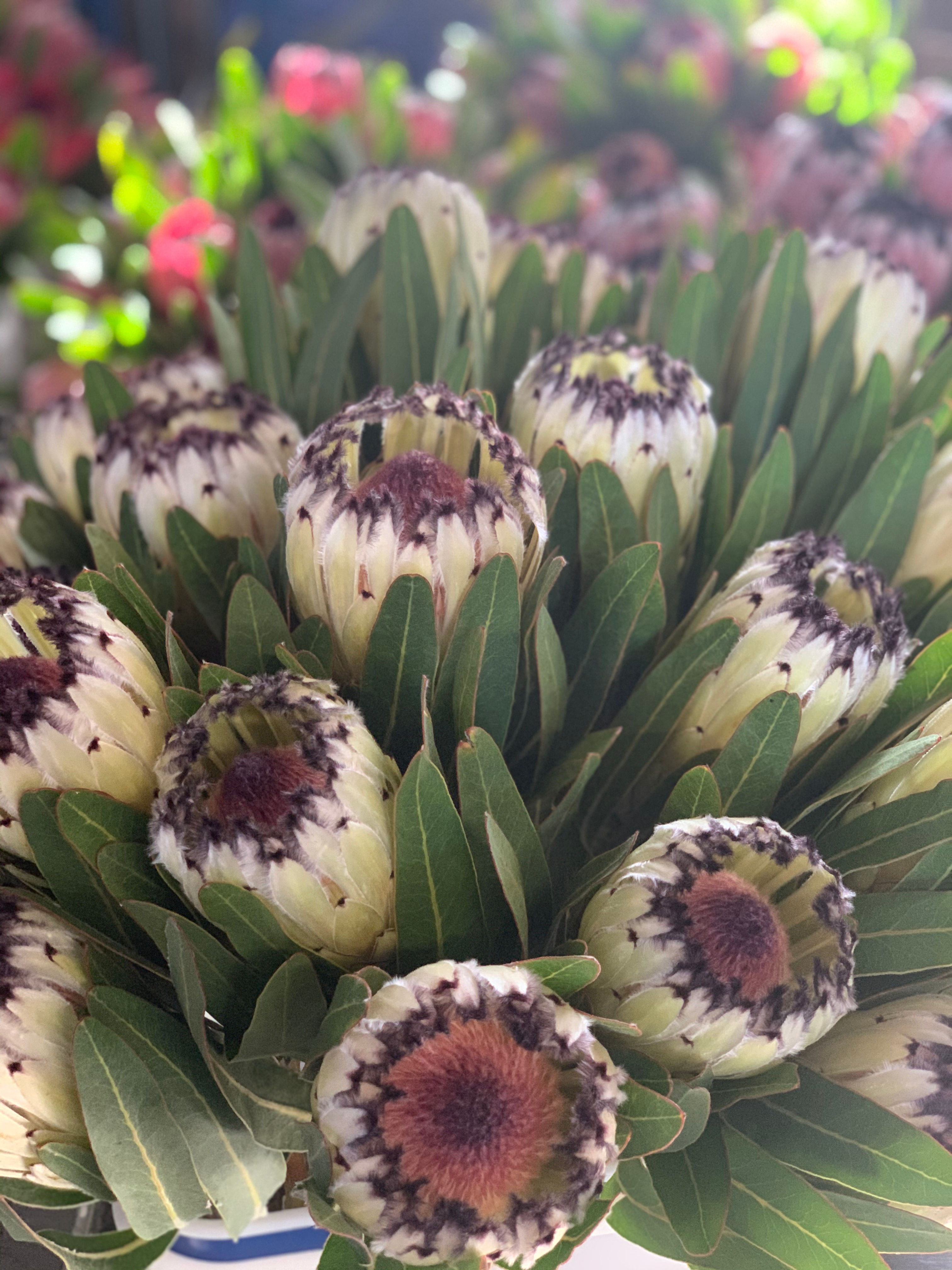 Protea Green Ice