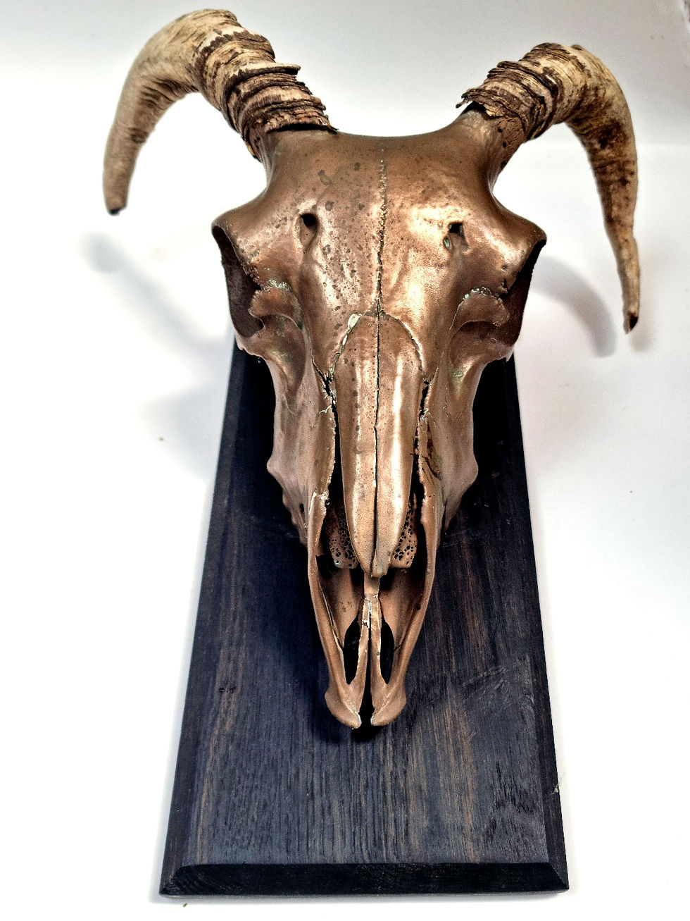 Thumbnail: Bronze Coated Skull Bronze Age(ish) Wood