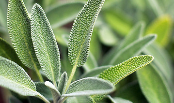 sauge-officinale-salvia-officinalis-bonnie-mccann-1200x800-1.jpeg