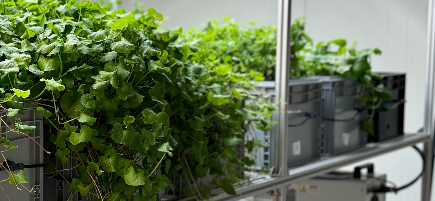 Untitled design (14).png