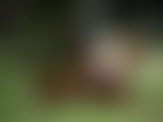 Más de 10 mil casos de brucelosis en China