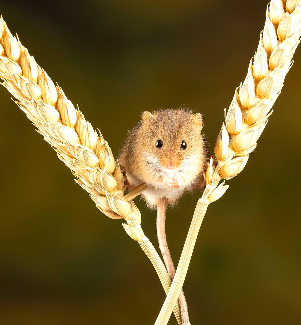 Mouse sitting on wheat stalks