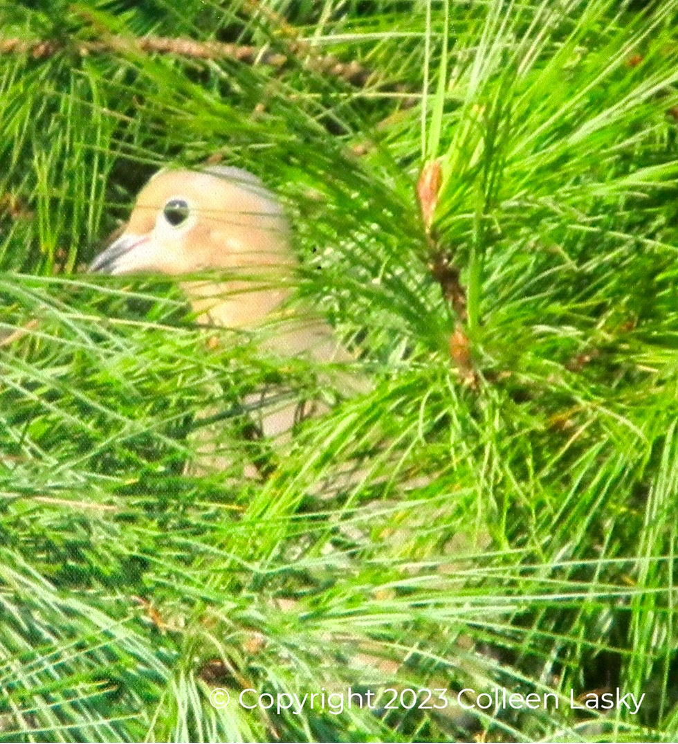 Baby Mourning Dove in the Pines