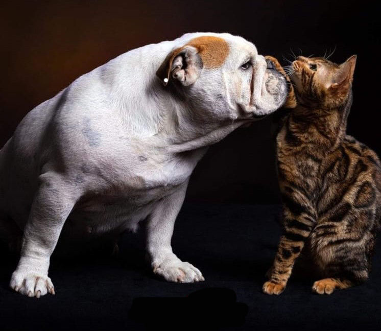 Bulldog Antium Minerva_bengala Luna_Allevamento_PakyMaky