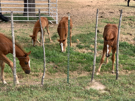 Quadruplets