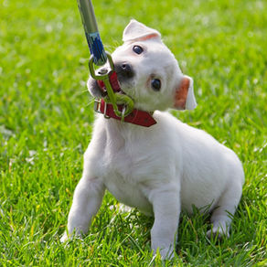 The Truth About Adopted Dogs: Why Behavior Changes Over Time