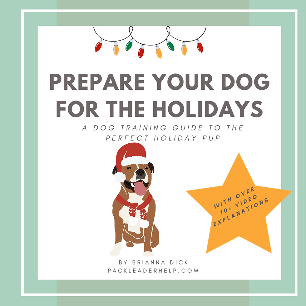 How to Prepare Your Dog for the Holidays