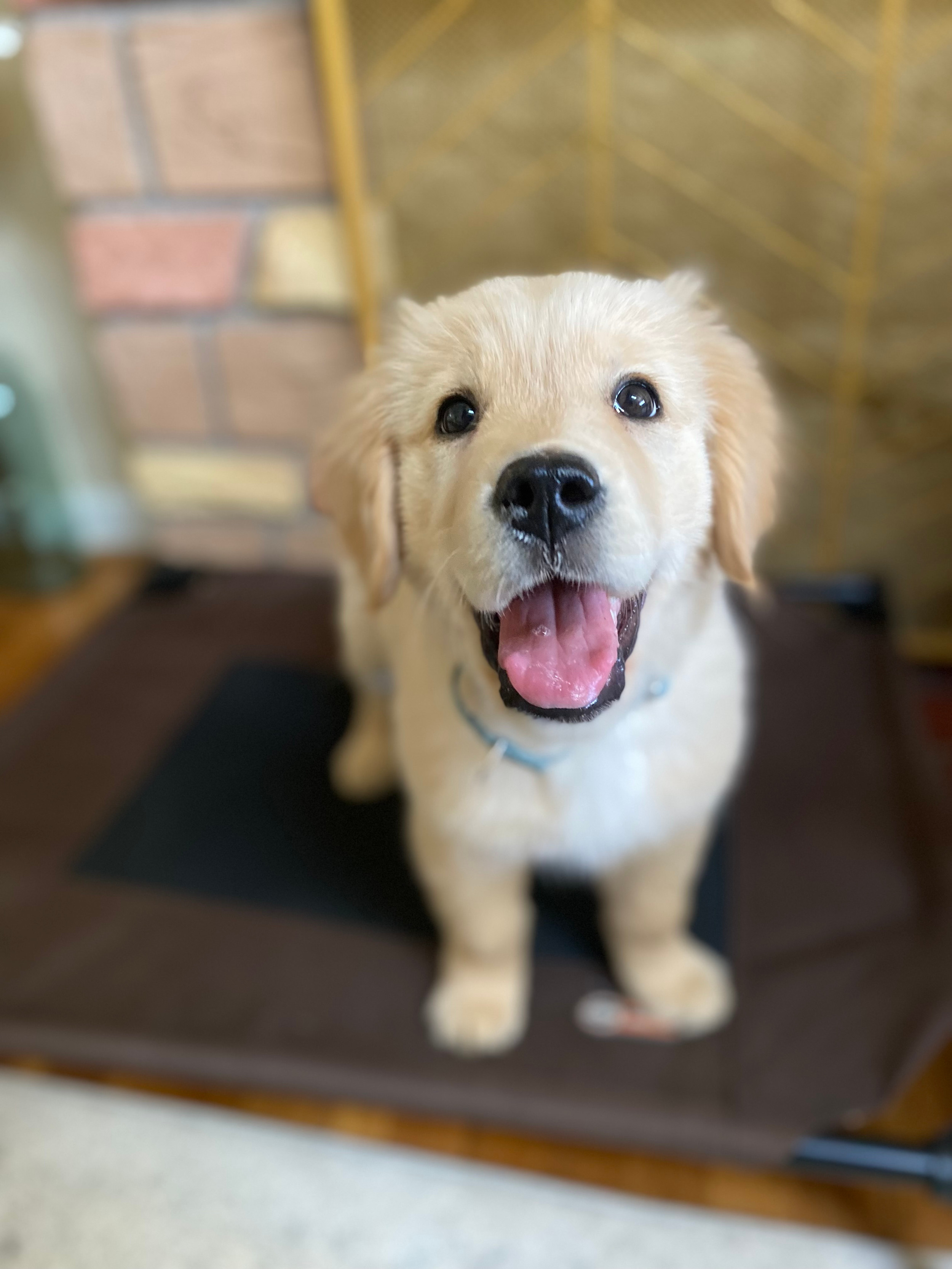 Puppy Training I Alexandria I Private Training