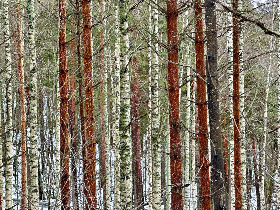 Colorful pine and birch trees in Pyynikki