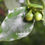 Thumbnail: DECONGESTANT VAPOUR BALM