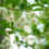 Thumbnail: CALMING BATH OIL