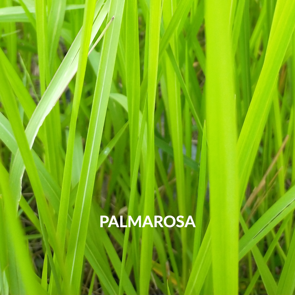 Thumbnail: SKIN BALANCING NIGHT BALM