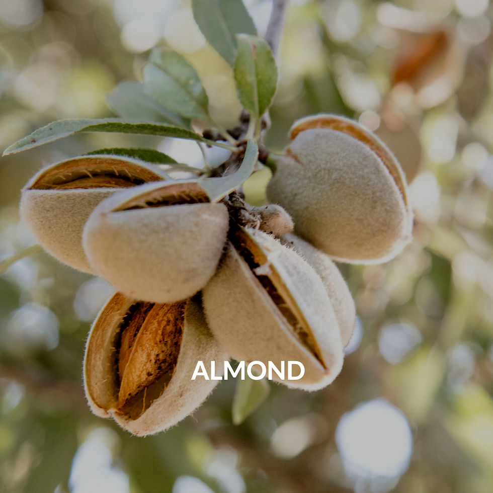Thumbnail: SKIN TONING BODY BUTTER